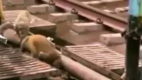 واکنش میمون به میمونی که به علت برق گرفتگی جونشو از دست داده   اونقدر تلاش کرد که زنده شد