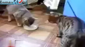 فیلم/ ویدئویی تماشایی از دو گربه که ۳۱میلیون بار دیده شده است!