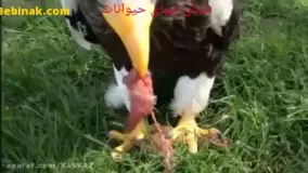 عقاب دریایی استلر بزرگترین عقاب جهان
