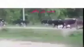 زیرگرفتن گاوها توسط کامیون