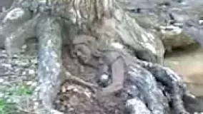 ریشه درخت به شکل یه زن