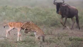 حمله کل مادر به یوزپلنگ برای نجات فرزند!!!