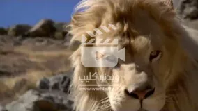ویدئو کلیپی از گلچین صحنه های مبارزه و شکار حیات وحش 