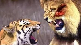 نبرد ببر و شیر 