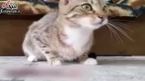 فیلم/ واکنشهای جالب یک گربه حین تماشای فیلمی ترسناک!