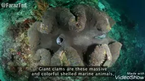 زندگی پنهانی شگفت انگیز صدف های غول پیکر-می لین نئو