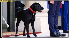 خرابکاری سگ رییس جمهور فرانسه در جلسه رسمی مقابل دوربین + فی