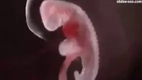 ویدیوی رشد جنین