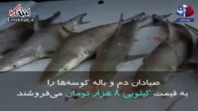 کشف لاشه صدها کوسه ماهی در بوشهر
