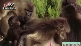 فیلم/ نبرد میمون‌های نر برای تصاحب قلمرو