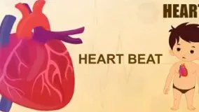 اعضای بدن به انگلیسی قلب