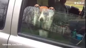 صحنه های خنده دار از سگ ها در ماشین 