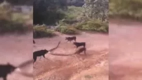 درگیری بین چندتا سگ با یه مار بزرگ