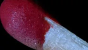 ویدیویی صحنه آهسته که فرایند شگفت انگیز سوختن کبریت را به تصویر می کشد.