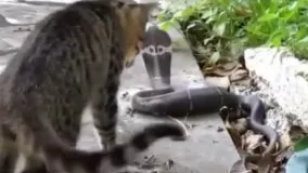 جنگ مار کبری و گربه