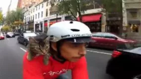 دوچرخه سواری گربه