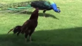 جدال جالب و تماشایی طاووس و خروس لاری
