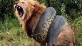  نبرد مرگ و زندگی مار آناکوندا و شیر (حیات وحش) گاومیش حمله حیوانات وحشی و کفتار-مار کبرا