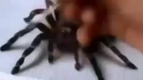  نقاشی سه بعدی از عنکبوت