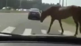  صحنه ای حیرت انگیز از حرکت عجیب اسب قانون مند!