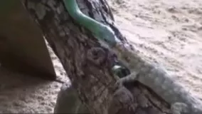  ❖احمقانه ترین حمله مرگبار تمساح در مقابل غول آناکوندا ❖