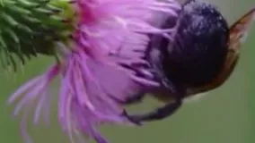  صحنه اسلوموشن فیلمبرداری از زنبور و گل در طبیعت زیبا