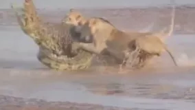 جنگ های بین شیرها و تمساح ها