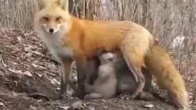  شیردادن روباه به بچه خرس 