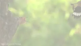 غذا دادن دیدنی پرنده به بچه هاش