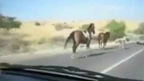 پرش اسب از روبرو ماشین در حال حرکت