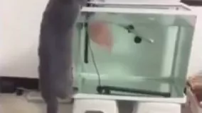 ترس گربه از ماهی فوق العاده خنده دار