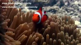 ویدیو بسیار زیبا از جلب تو جه ماهی
