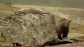 رازبقا-كلیپ دیدنی جدال شیر با بچه خرس 