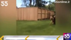 حمله مرگبار خرس به گوزن در حیاط یک خانه 