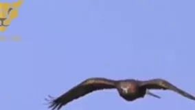 شکارخرگوش توسط عقاب طلایی