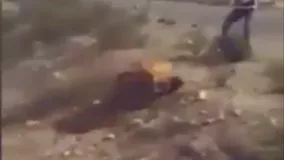 مردان قبیله مصری یک سرکرده داعش را زنده آتش زدند+فیلم (18+)