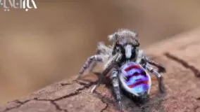 رقص عنکبوت طاووسی نر برای جلب توجه عنکبوت ماده