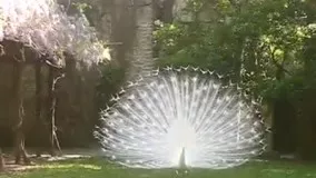 رقص زیبای طاووس سفید