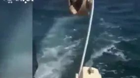 مشاهده نهنگ «ارکا» یا نهنگ قاتل در آبه‍ای بوشهر!