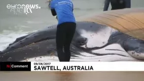 نجات یک نهنگ در استرالیا