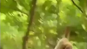 درگیری و کتک خوردن بچه پلنگ از میمون