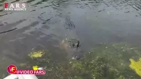 ببینید: بوسیدن تمساح توسط توریست شجاع!