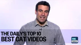 ده تا بهترین ویدیوهای گربه ها