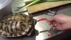 فلفل خوردن لاکپشت