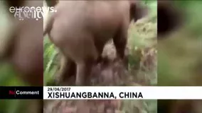 بچه فیلی که سر می‌خورد