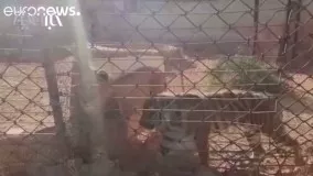 مداوای حیوانات باغ وحش حلب سوریه در ترکیه