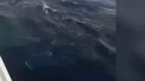 نهنگ سواری جنوبی ها در سواحل خلیج فارس