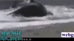 خورن فردی در از توسط نهنگ
