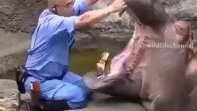 مسواک زدن دندان های یک اسب آبی در باغ وحش گوآنگژو چین