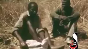 برای بدست اوردن گوشت در آفریقا خودشون رو طعمه مار پیتون میکنن